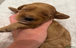 Cavapoo dogs for sale: Extensively health tested F1 Cavapoos  - Image 6