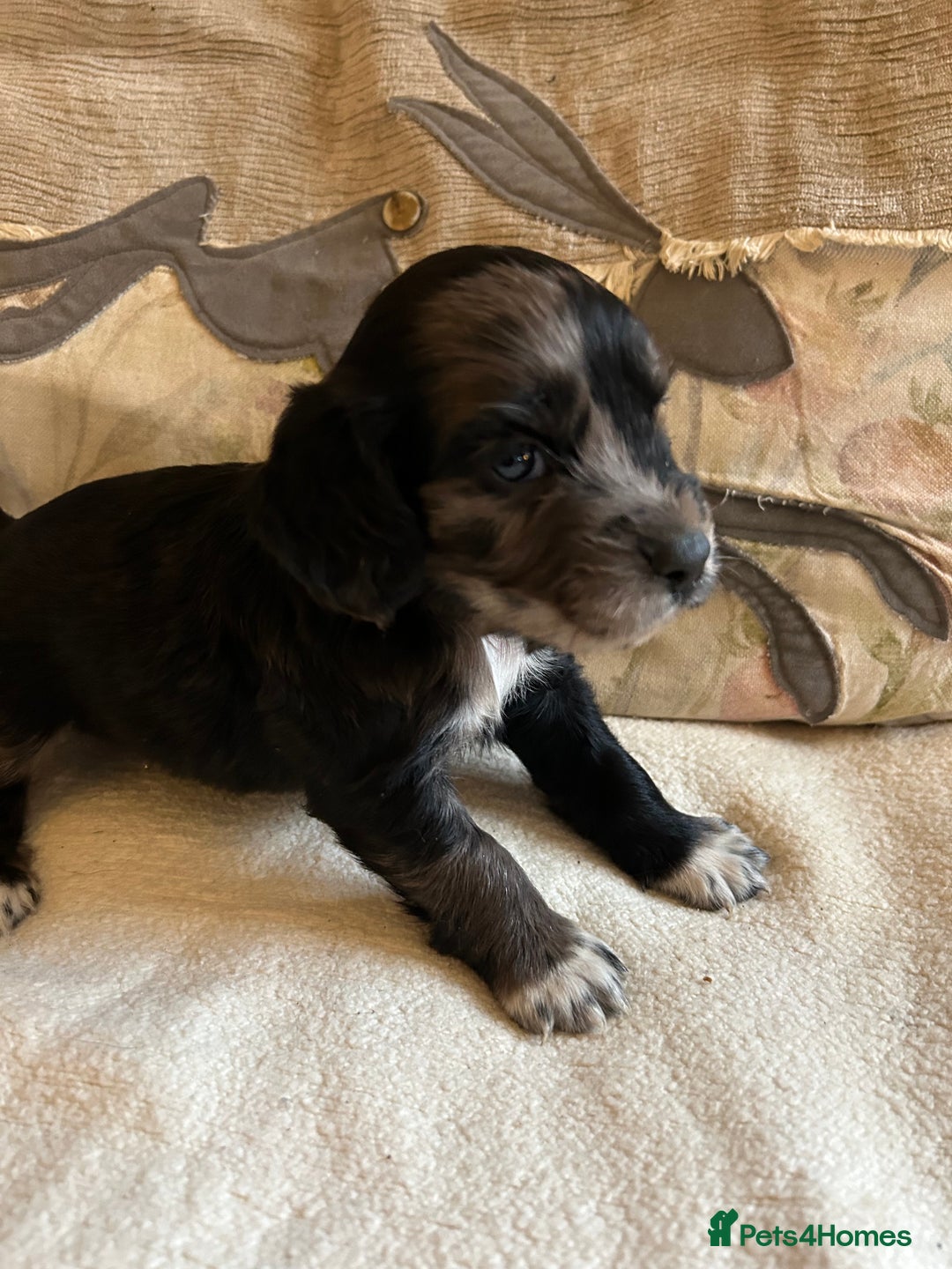 Cocker Spaniel dogs for sale: STUNNING WORKING COCKER SPANIEL PUPS - Advert 6