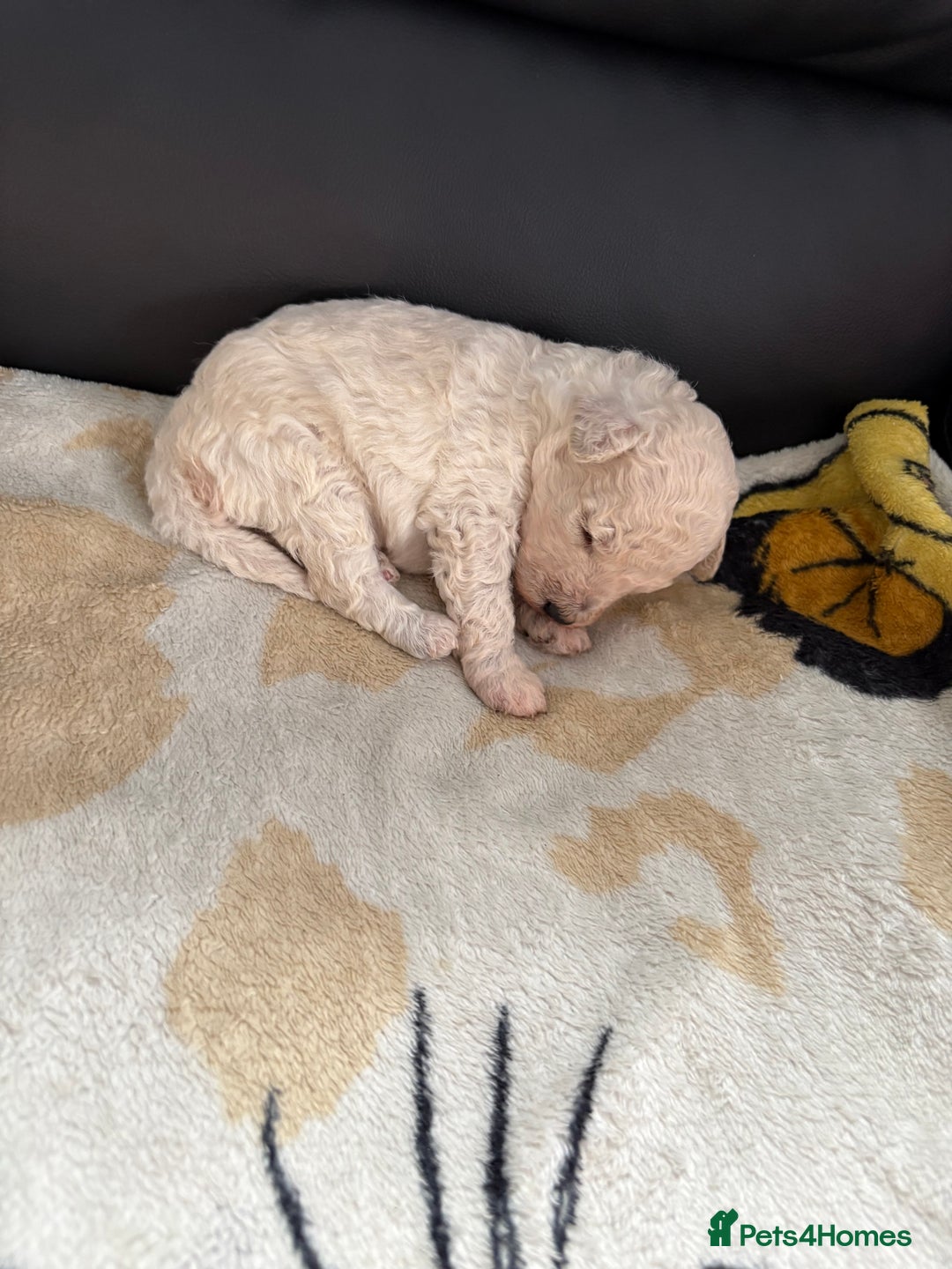 Poochon dogs for sale: Poochon puppies  - Image 3