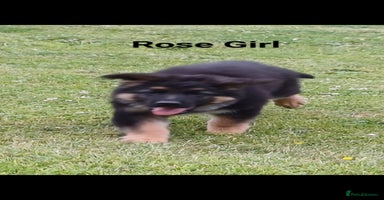 German Shepherd dogs - Advert 12