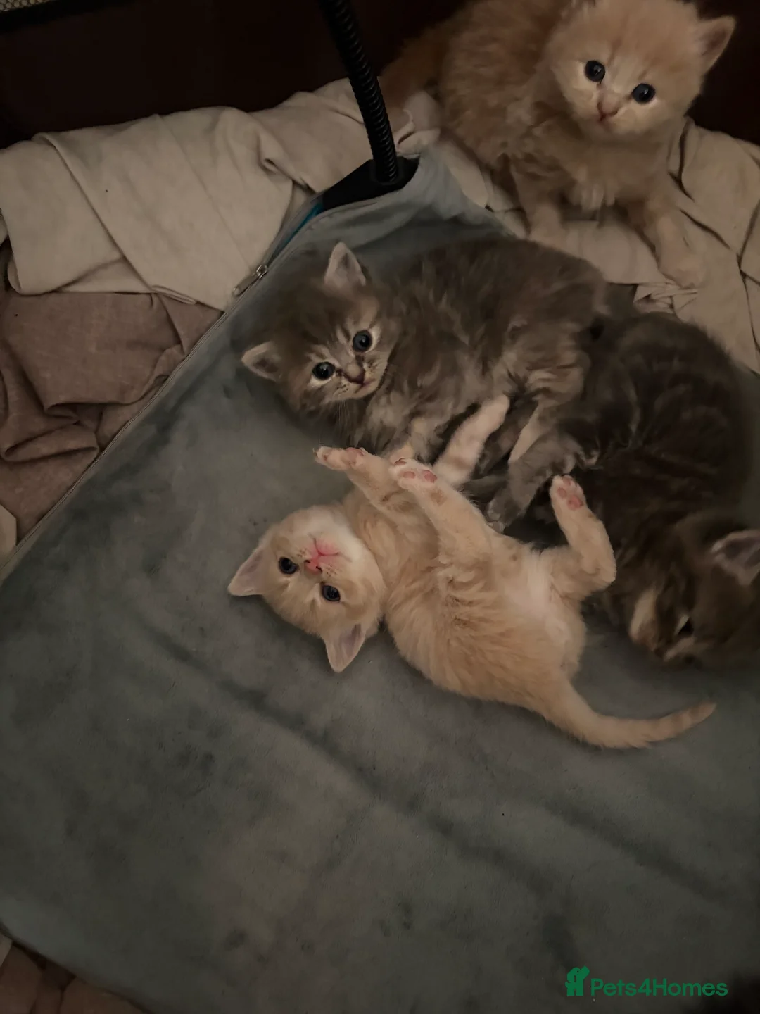 Mixed Breed cats for sale: British blue cross Norwegian  - Advert 9