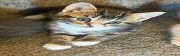 Mixed Breed cats for sale: Mix breed  - Advert 5