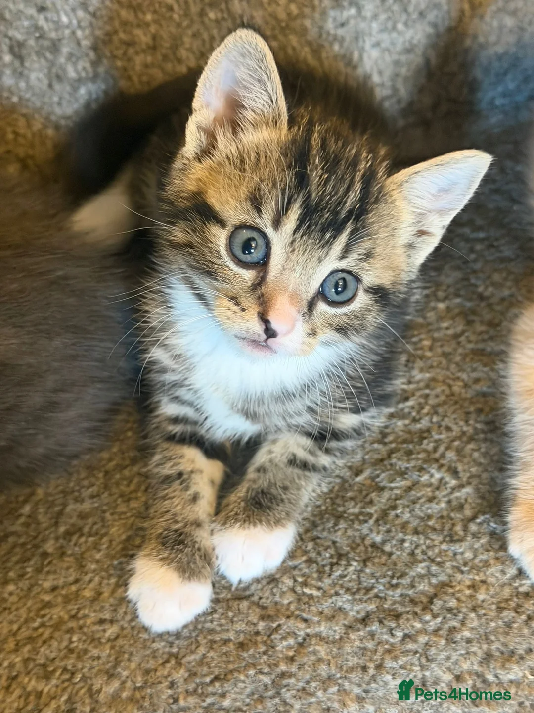 Mixed Breed cats for sale: Mix breed  - Advert 5