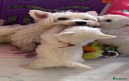 West Highland Terrier dogs for sale: Westie puppies available  - Image 26