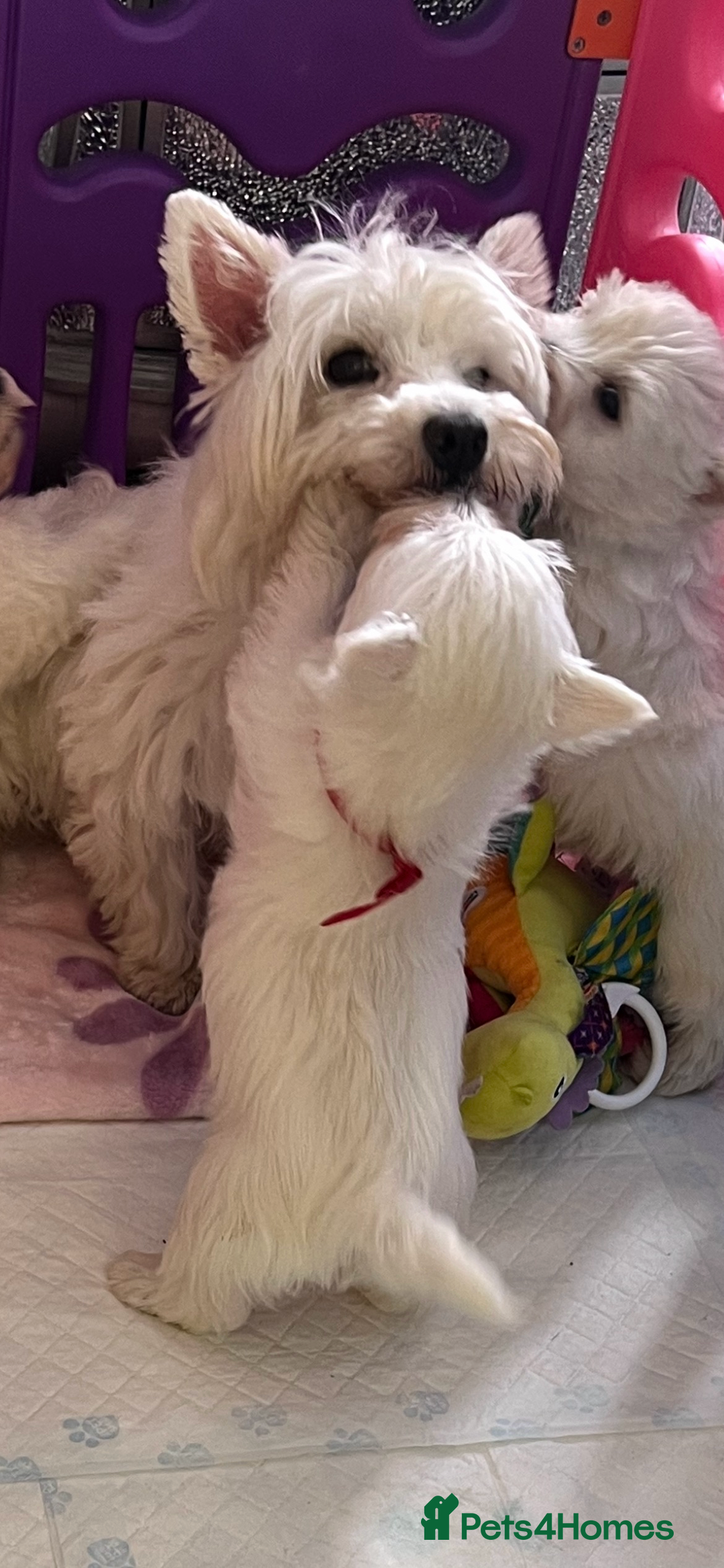West Highland Terrier dogs for sale: Westie puppies available  - Image 26
