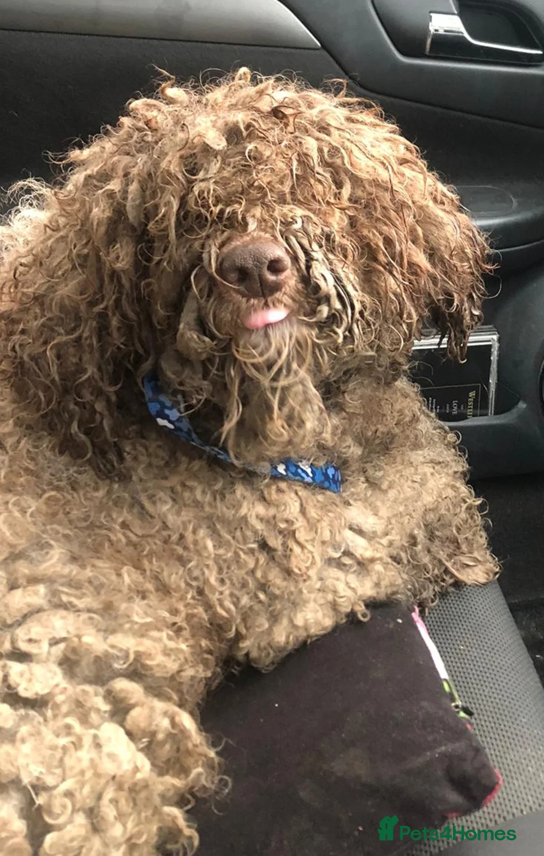 Lagotto Romagnolo dogs for sale: Lagotto Romagnolo - Advert 7