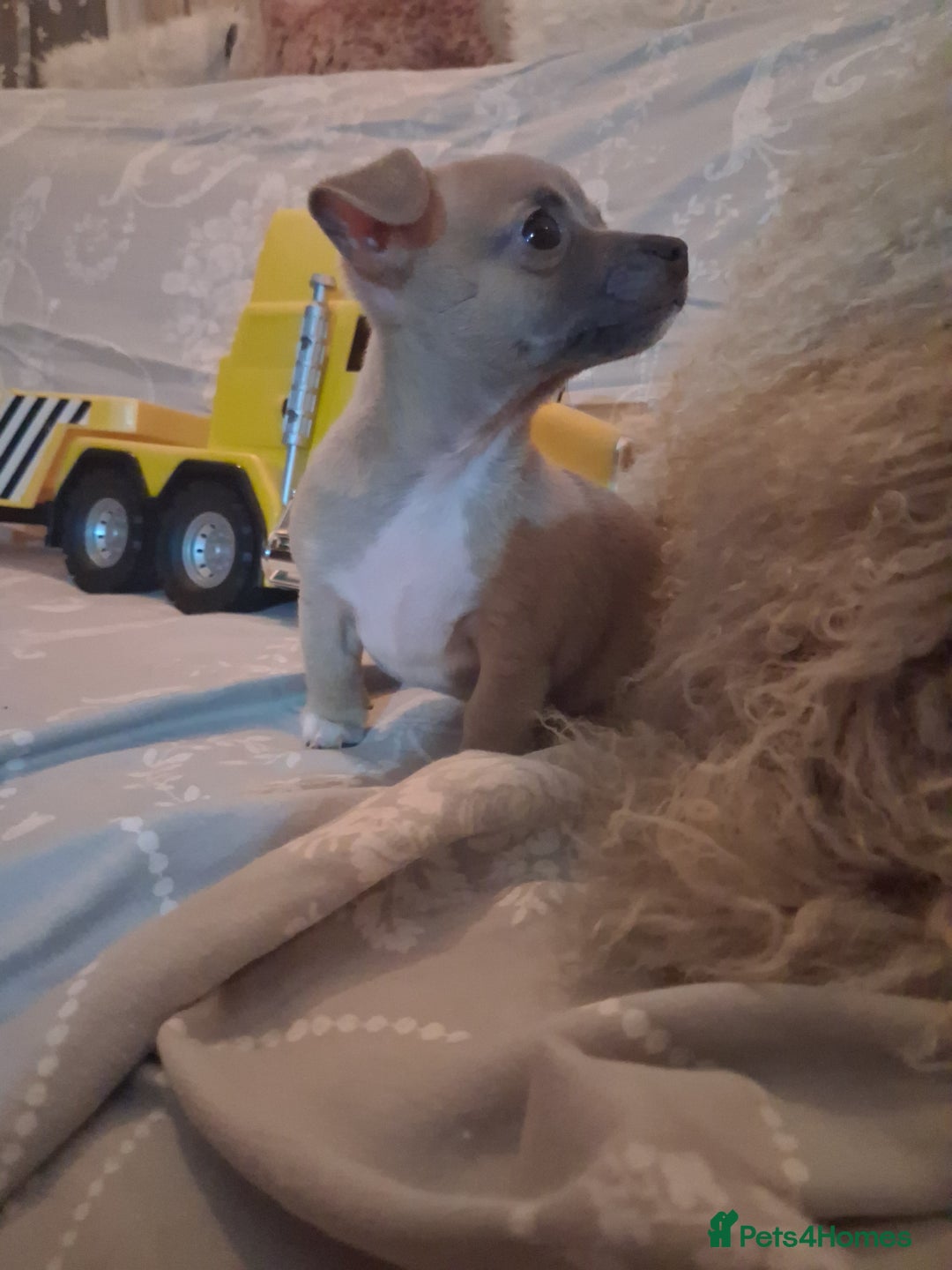 Mixed Breed dogs for sale: Jack russel cross chichuhua puppies Jackawawa - Image 4