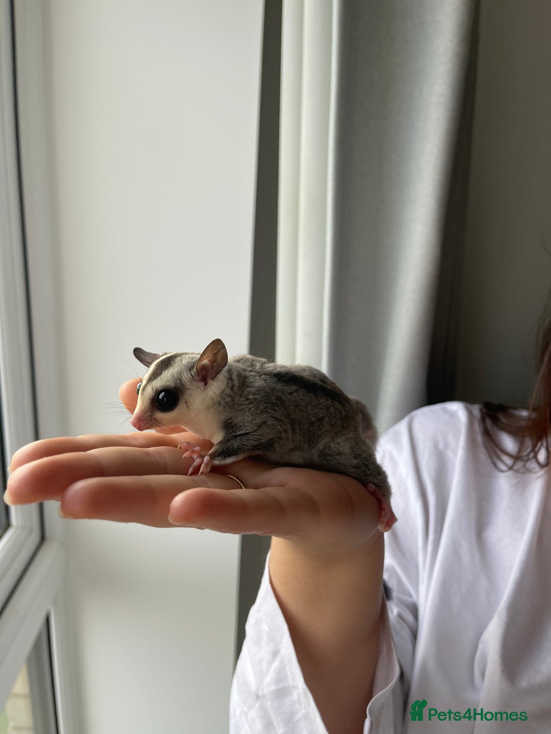 Sugar Glider rodents for sale: Two Female Sugar Glider Joeys - Advert 4