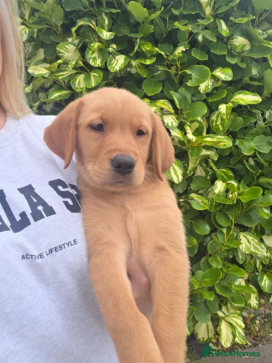 Goldador dogs for sale: Gorgeous Labrador X Golden Retriever Puppies - Advert 2