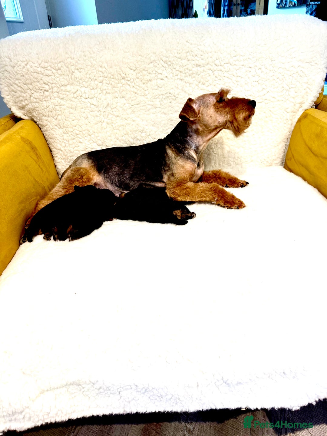 Welsh Terrier dogs for sale: Top Welsh terrier puppies  - Image 2