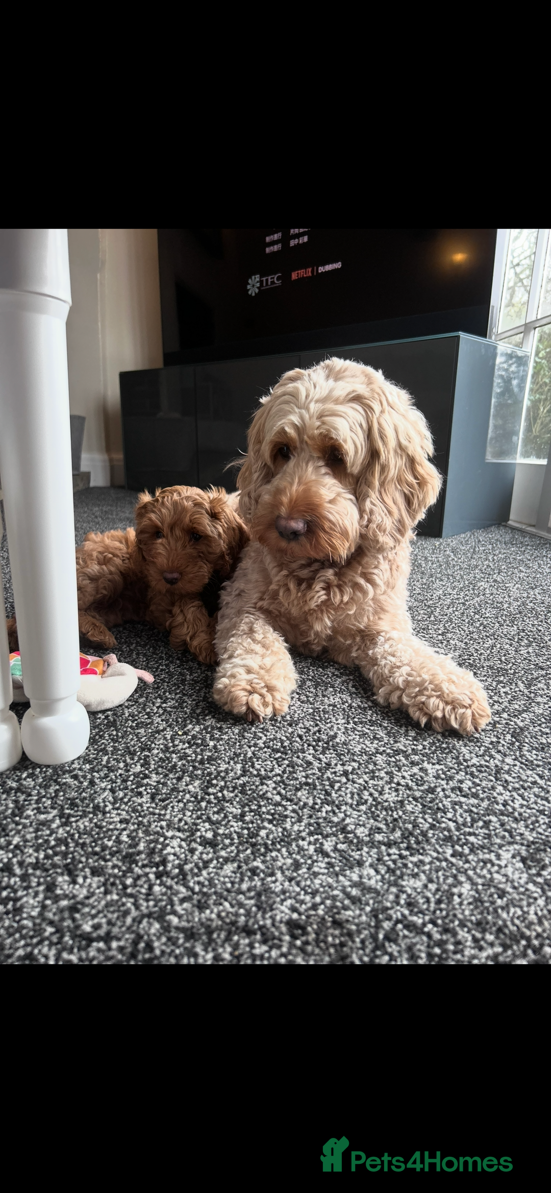 Cockapoo dogs for sale: Last cockapoo boy remaining - Advert 8