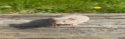 Hamster rodents for sale: Beautiful baby Syrian Hamsters Sheffield - Advert 35