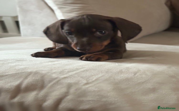 Dachshund dogs - Advert 13