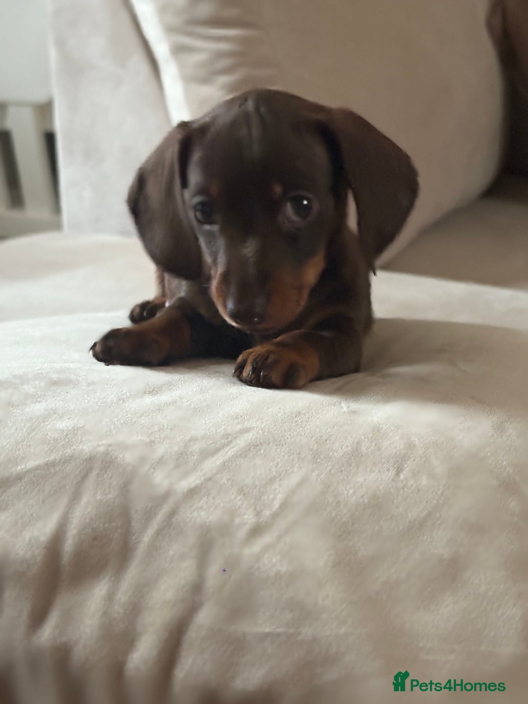 Dachshund dogs for sale: Mini daushands  - Image 1