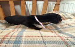 Miniature Dachshund dogs for sale: Ready Now! Smooth coat 1 boy 1 girl - Image 12