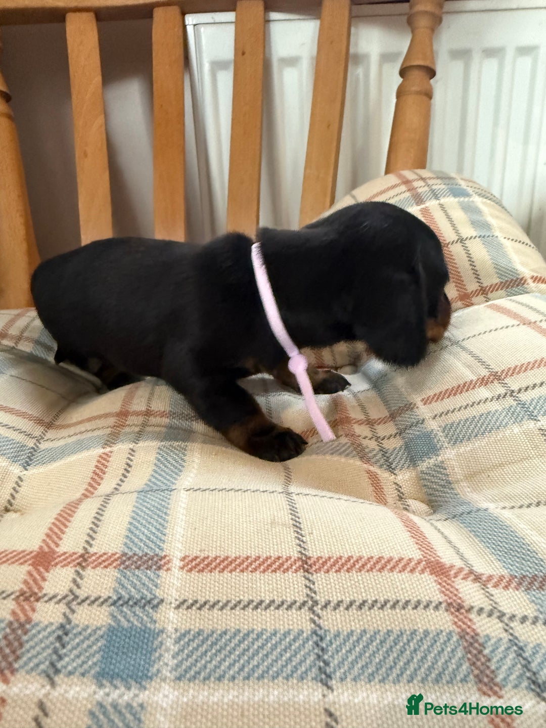 Miniature Dachshund dogs for sale: Ready Now! Smooth coat 1 boy 1 girl - Image 12