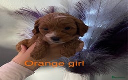 Cavapoo dogs for sale: **Beautiful Cavapoo pups** - Image 7