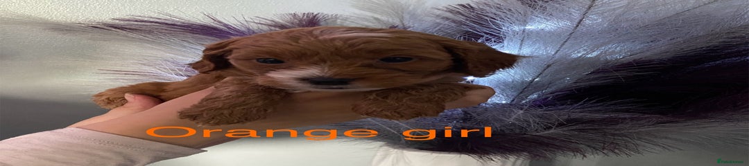 Orange girl