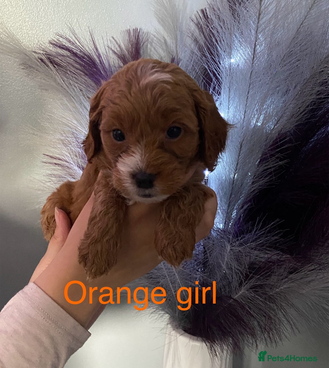 Cavapoo dogs for sale: **Beautiful Cavapoo pups** - Image 7