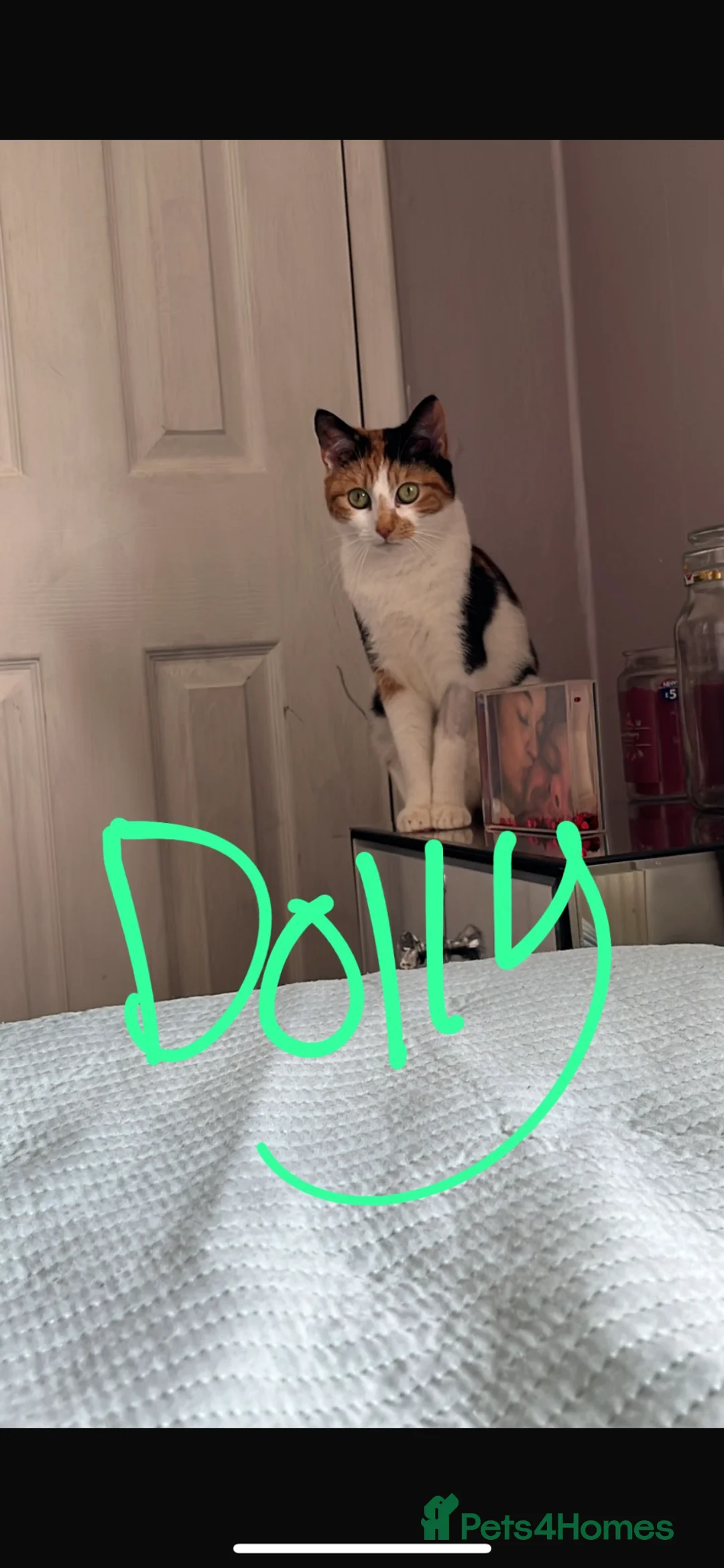 Mixed Breed cats for sale: 4 cats- URGENT PLEASE READ DESCRIPTION  - Advert 5