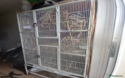 Doves birds for sale: 2xDiamond Doves with Cage - Image 1