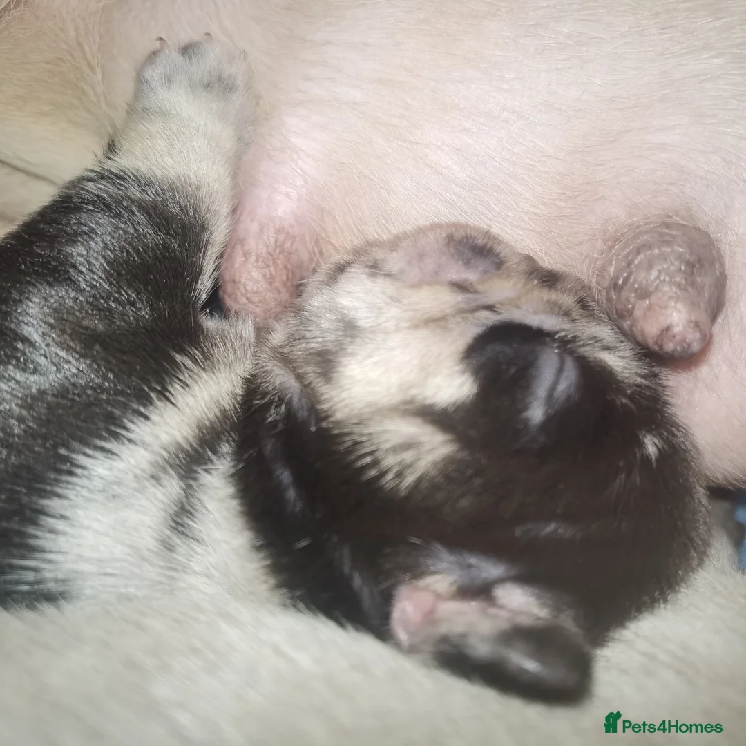 French Bulldog dogs for stud: Lilac tan merle in Sheffield - Advert 11