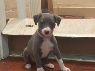 Whippet dogs Wonderful whippets - Advert 2