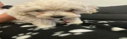 Havapoo dogs for sale: havapoo, beautiful puppies, 4 boys and 2 girls1200 - Advert 8