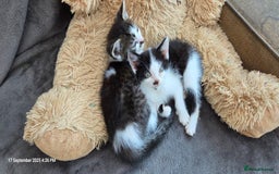 Domestic Shorthair cats for sale: Kittens  - Image 2