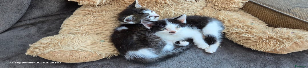 Domestic Shorthair Kitten 3
