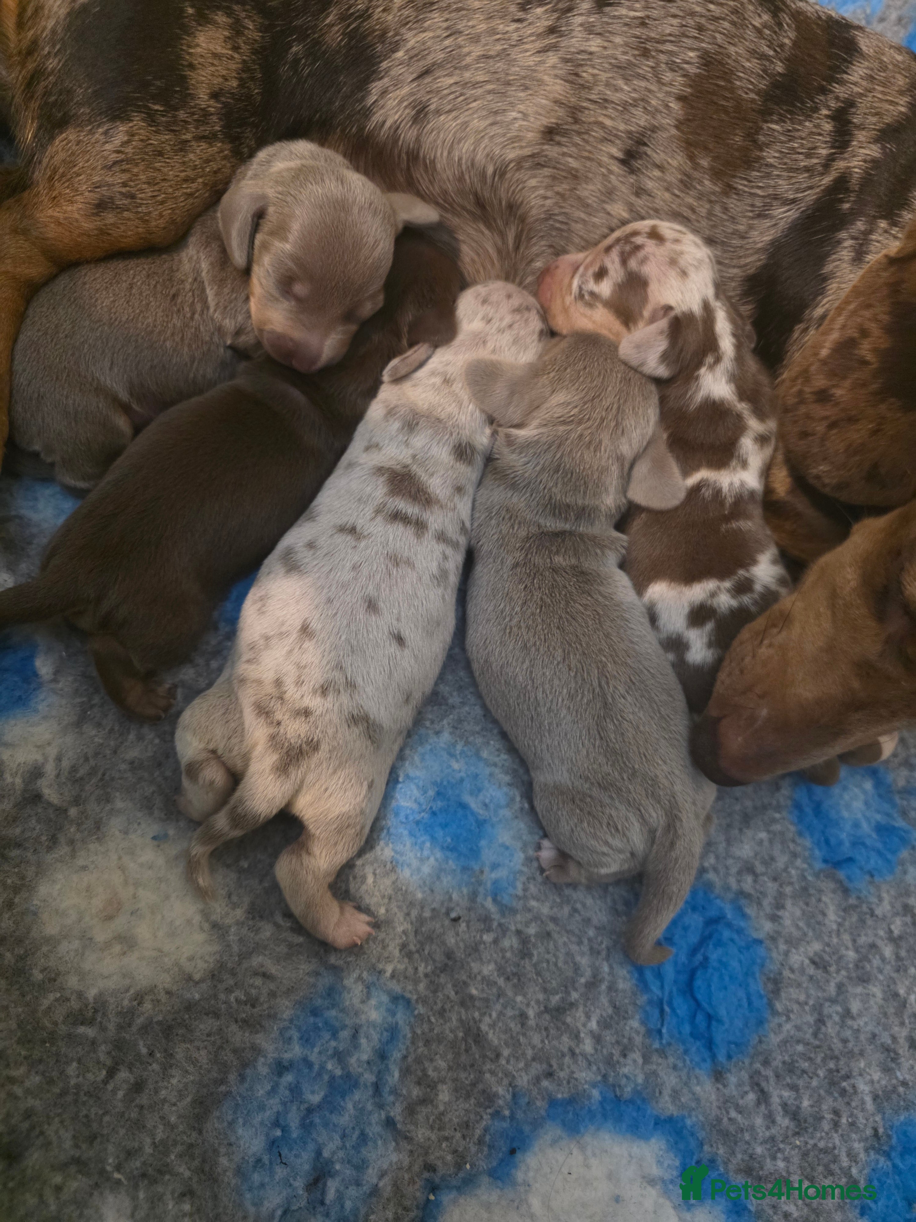 Miniature Dachshund dogs 🤍 Health Tested KC Miniature Dachshund Puppys 🤍 - Advert 12