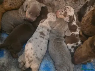 Miniature Dachshund dogs 🤍 Health Tested KC Miniature Dachshund Puppys 🤍 - Advert 12