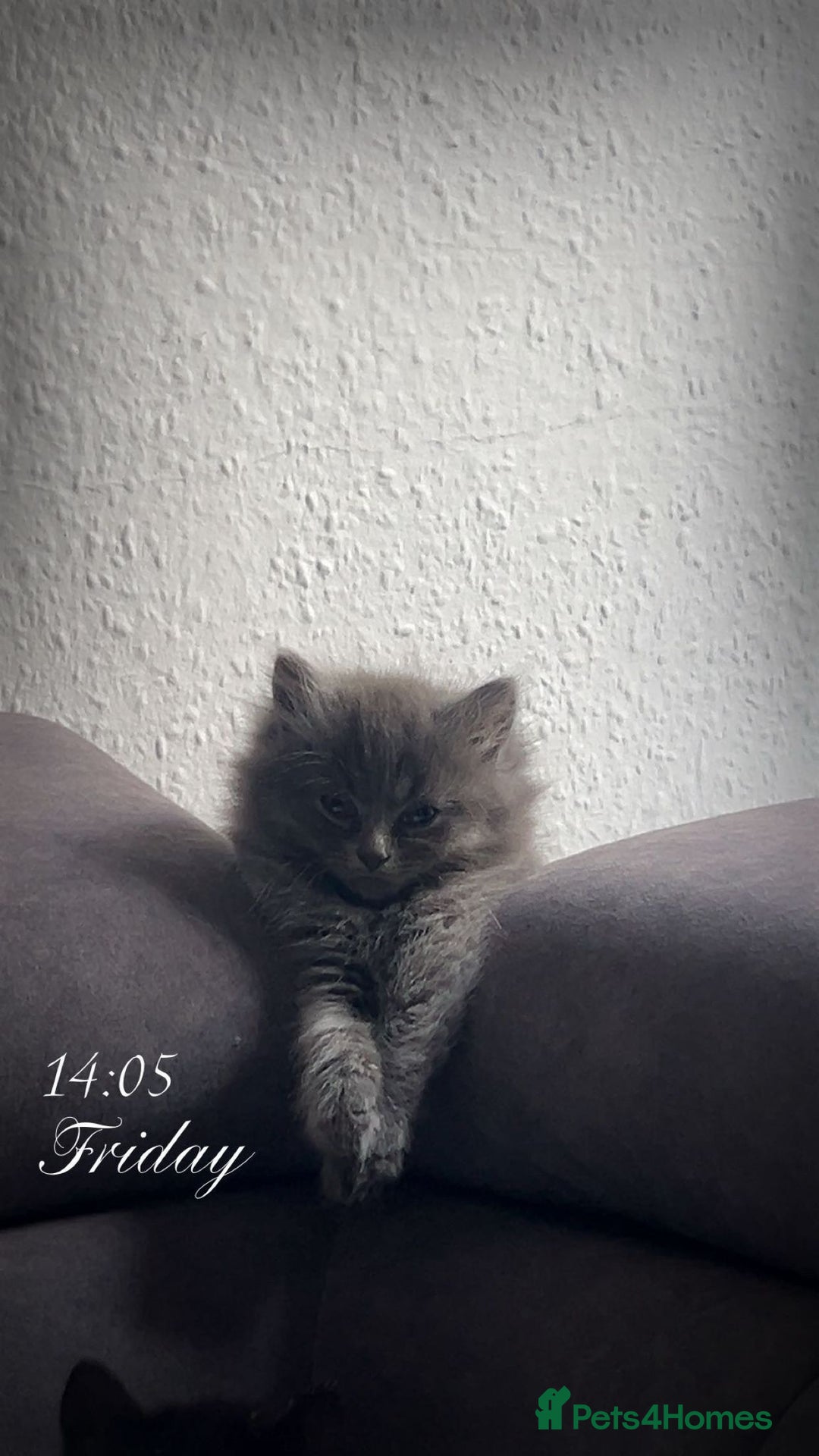 British Shorthair cats for sale: 🌟Gorgeous Male British Shorthair Kitten 🌟 - Advert 9