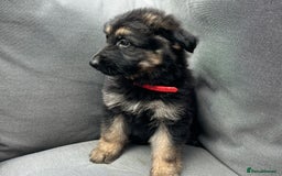 German Shepherd dogs for sale: *READY NOW!!* KC DNA BVA German Shepherds - Image 1
