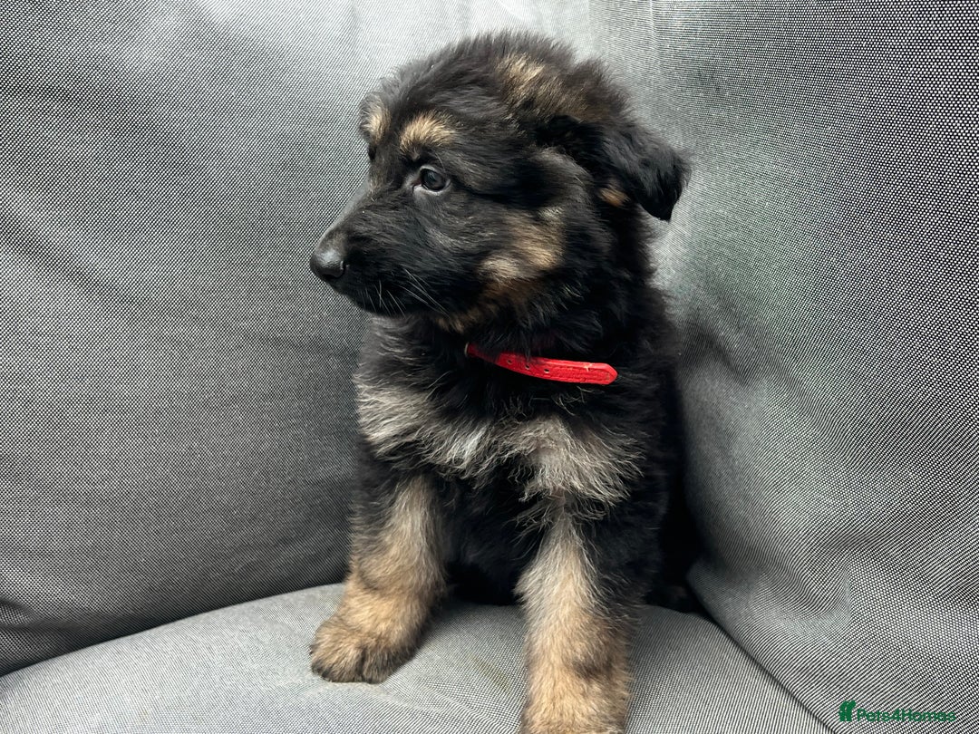 German Shepherd dogs for sale: *READY NOW!!* KC DNA BVA German Shepherds - Image 1