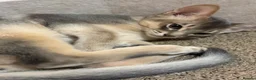Abyssinian cats for sale: 🐾 Two Gorgeous Abyssinian Kittens 🐈‍⬛ - Advert 9