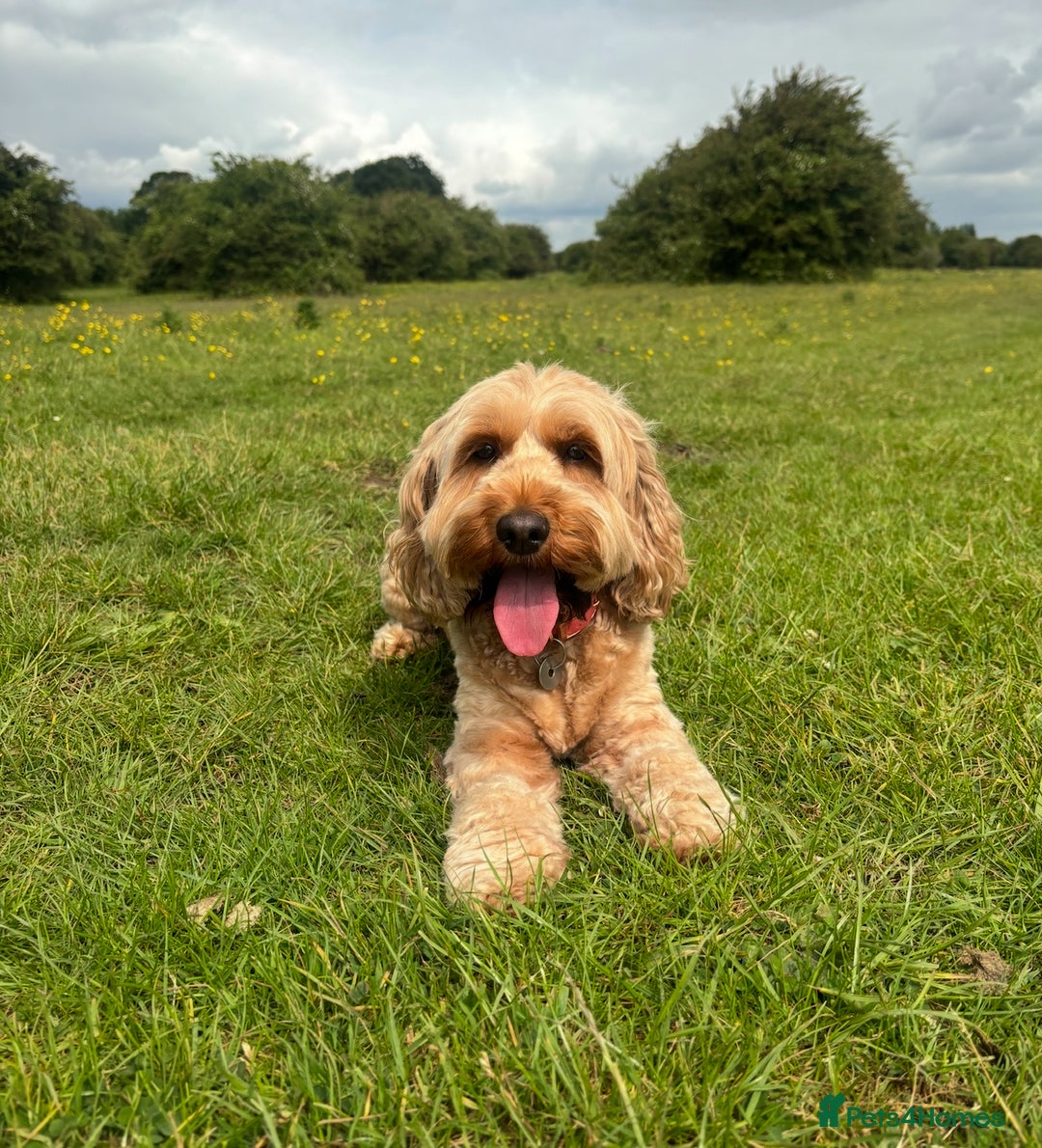 Cockapoo dogs for sale: Cockapoo Puppies  - Image 8