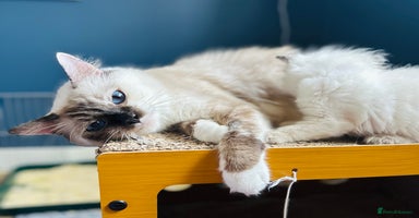 Ragdoll cats - Advert 13