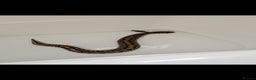Python Snake reptiles for sale: Royal python including set up - Advert 4