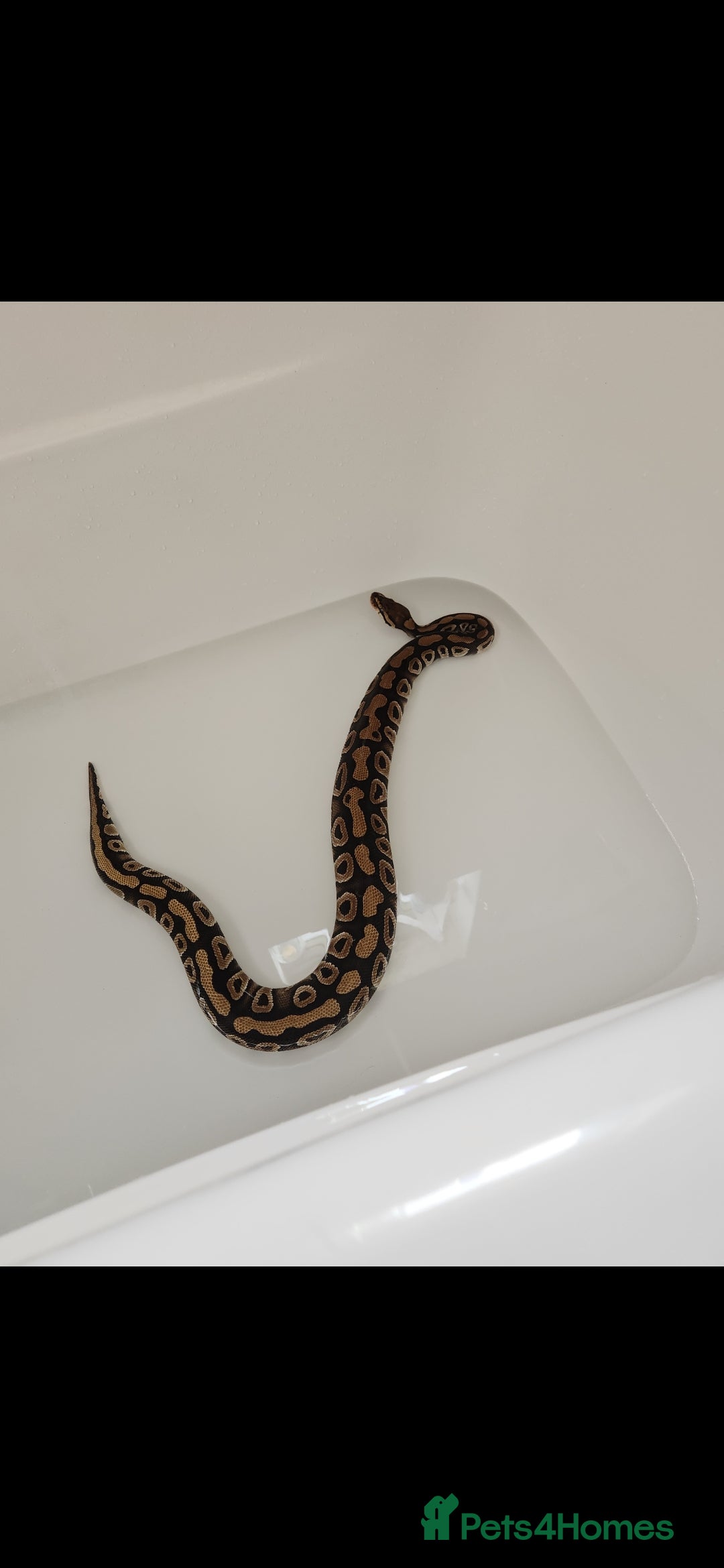 Python Snake reptiles for sale: Royal python including set up - Advert 4