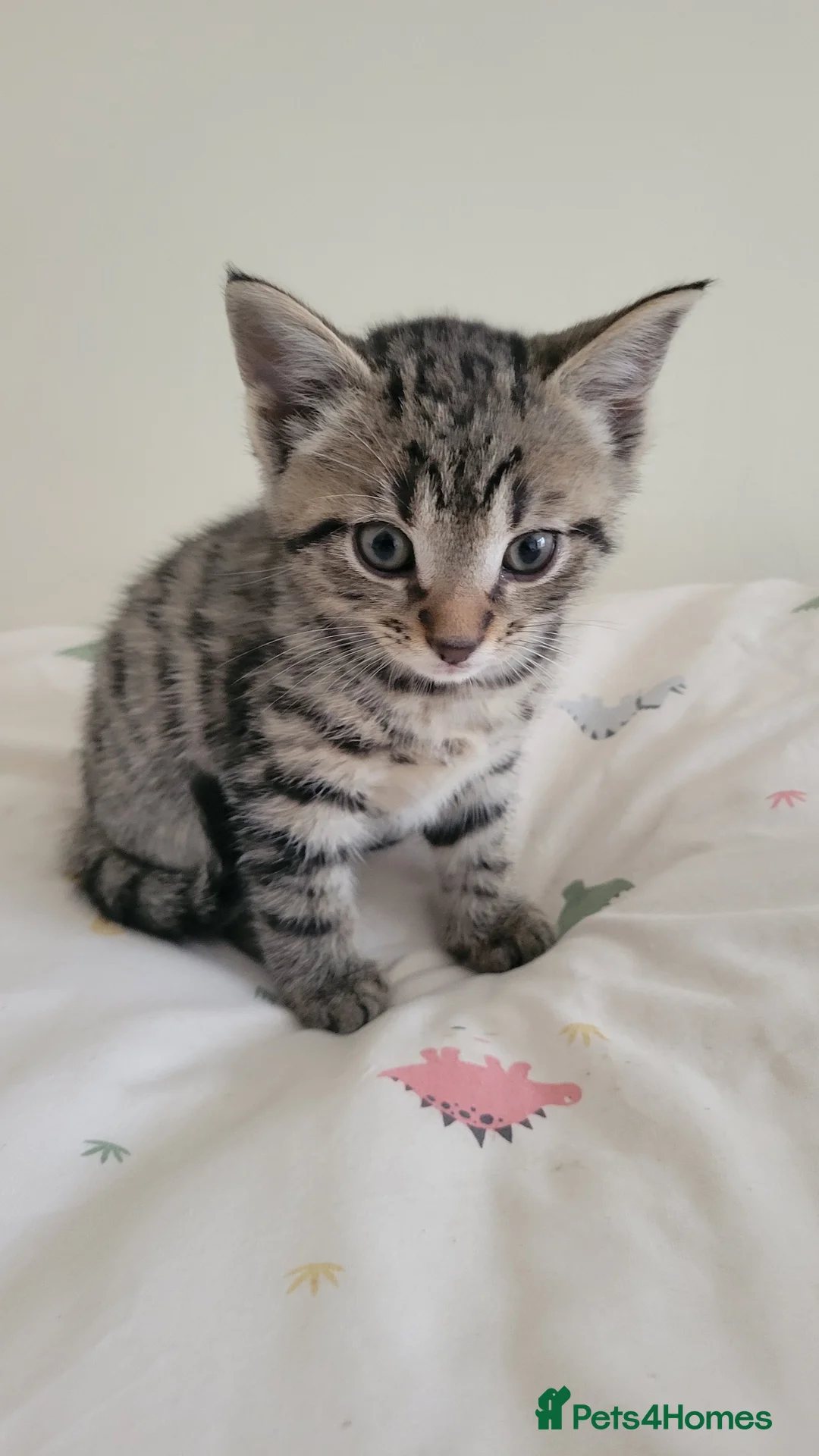 Mixed Breed cats for sale: 6 adorable kittens Ready for their forever homes - Advert 12