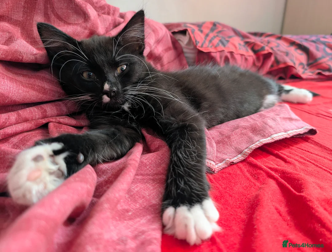 Mixed Breed cats for sale: Beautiful, healthy and playful kittens - Advert 2