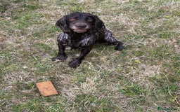 Cocker Spaniel dogs for sale: Cocker spaniel for sale  - Image 7
