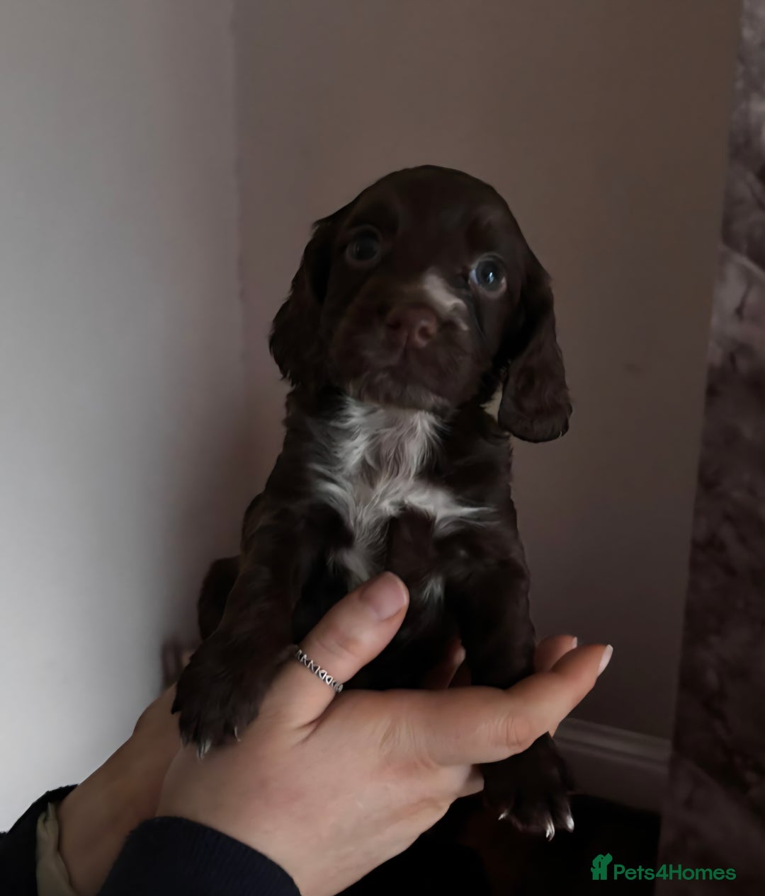 Cocker Spaniel dogs for sale: Working coker spaniel puppies - Advert 5