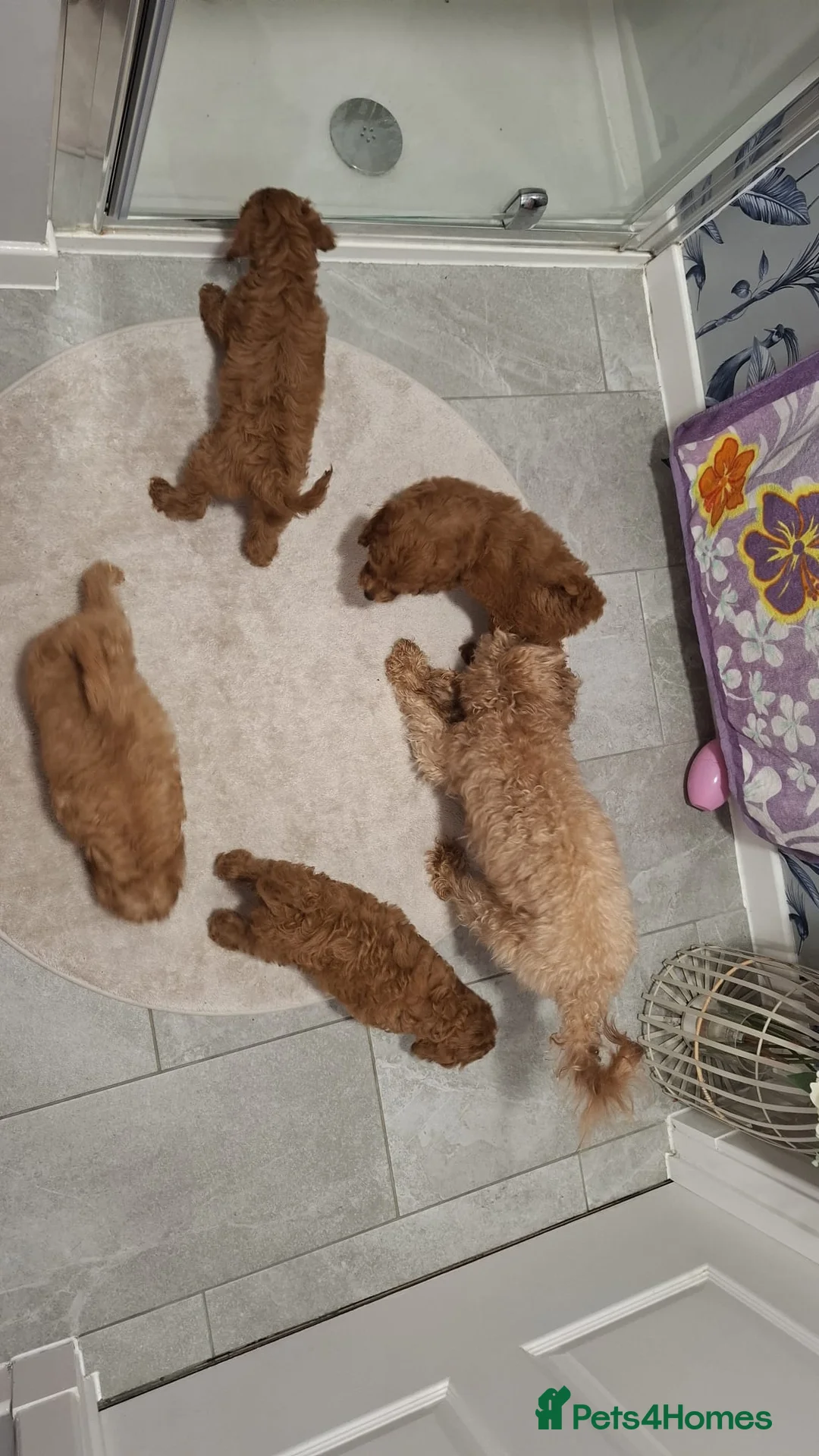Cavapoo dogs for sale: Stunnng Cavapoo Puppies Ready For Their New Home - Advert 1