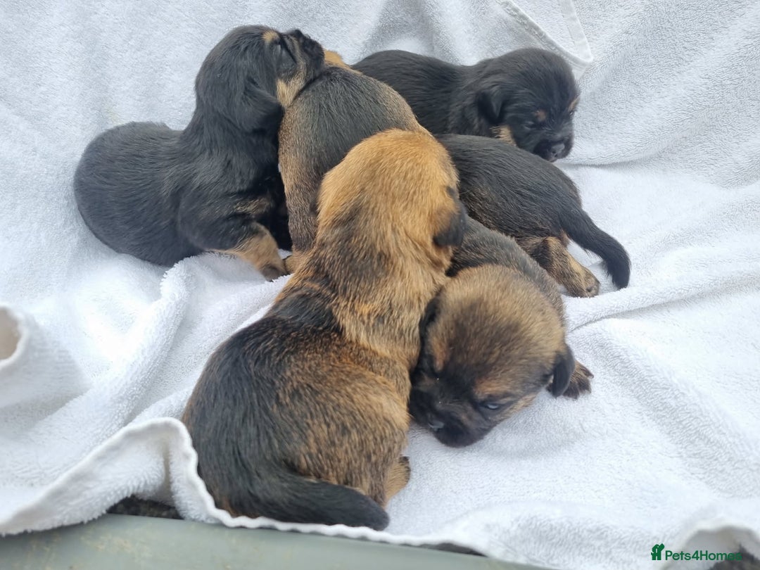 Border Terrier dogs for sale: Kc border terrier pups  - Image 9