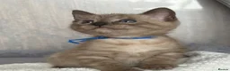 Bengal cats for sale: TICA registered Seal Solid Silver Mink Bengals - Advert 25