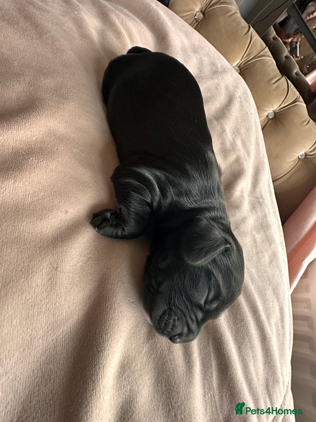 Cockapoo dogs for sale: Beautiful Cockerpoo puppies - Image 24