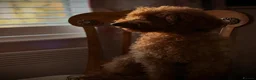 Miniature Poodle dogs for sale: Four beautiful fox red miniature poodles  - Advert 18
