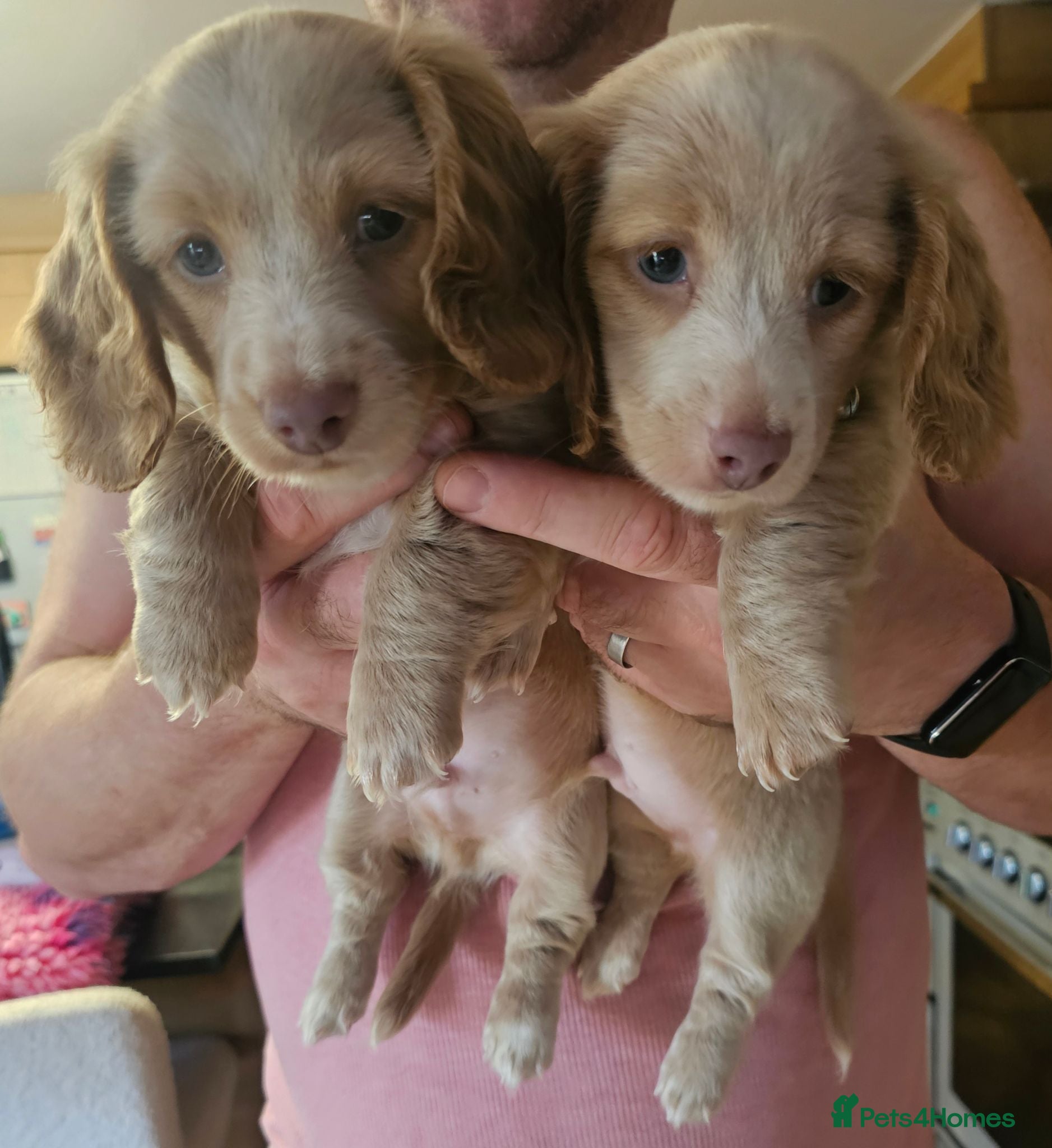 Miniature Dachshund dogs Gorgeous long haired pups, health checked/chipped  - Advert 1